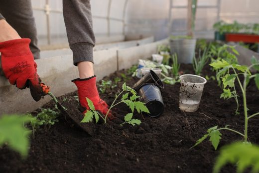 Easy ways to revamp your garden guide greenhouse