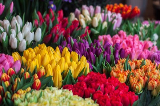 How to bring colour to your garden in spring